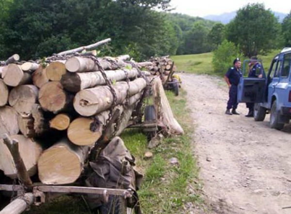 furt lemne padure